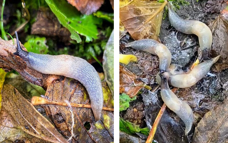 Schwarzkopfschnegel Eine neue Schnecke in Sachsen-Anhalt: Der Schwarzkopfschnegel